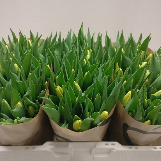 categorie enkele tulp